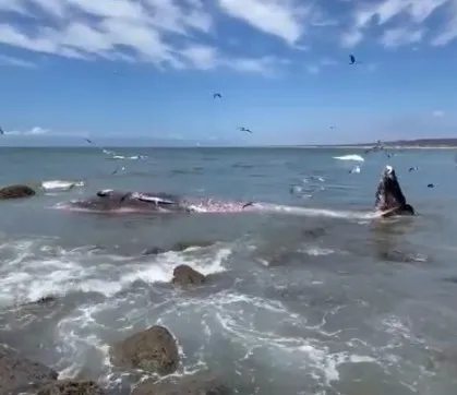 Ballena muerta en Mazatlán: Investigan causas de varamiento