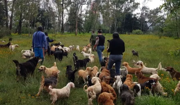 Poder Judicial autoriza adopción de 936 animales del Refugio Franciscano