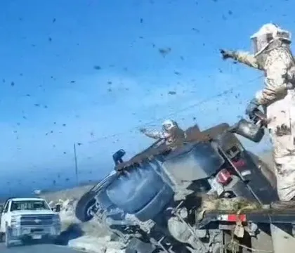 Emergencia en Nuevo León: Enjambres de abejas invaden carretera tras volcadura de tractocamión.