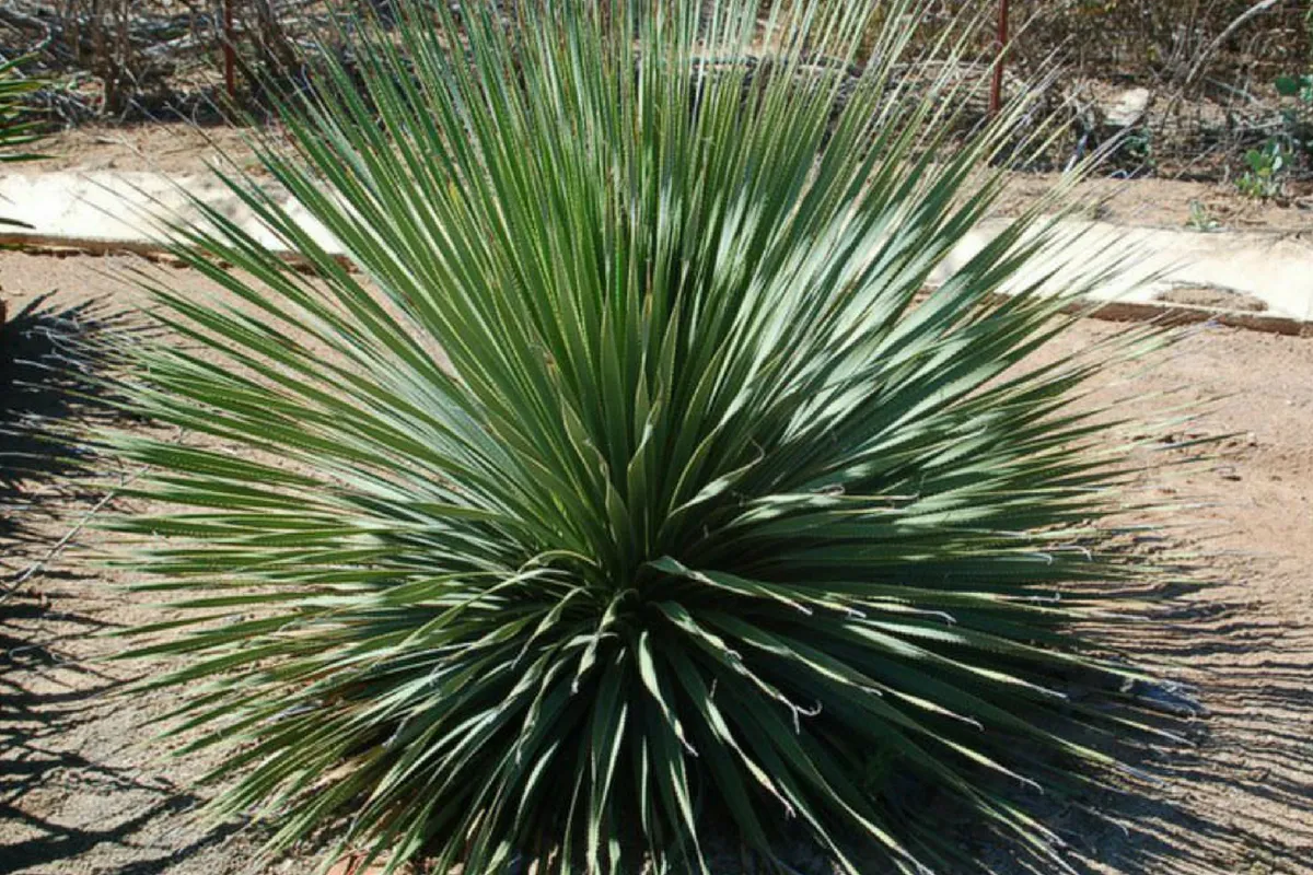 Sotol