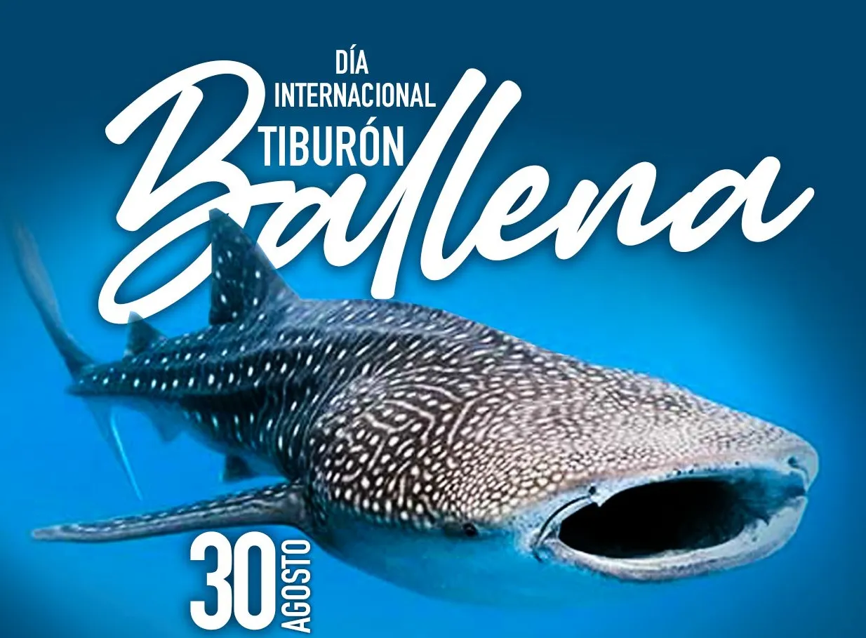 TIBURÓN BALLENAAAAAAAAA