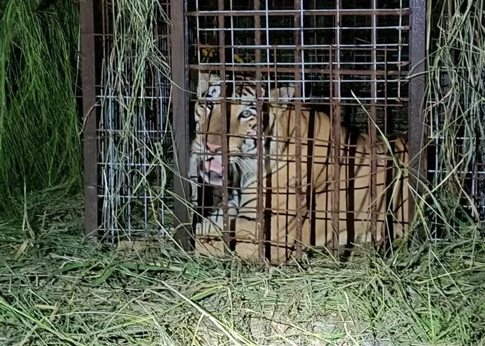 TIGGGGDR