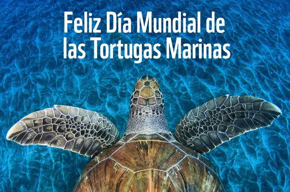 TORTUGA MARINA