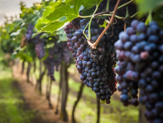 UVAS