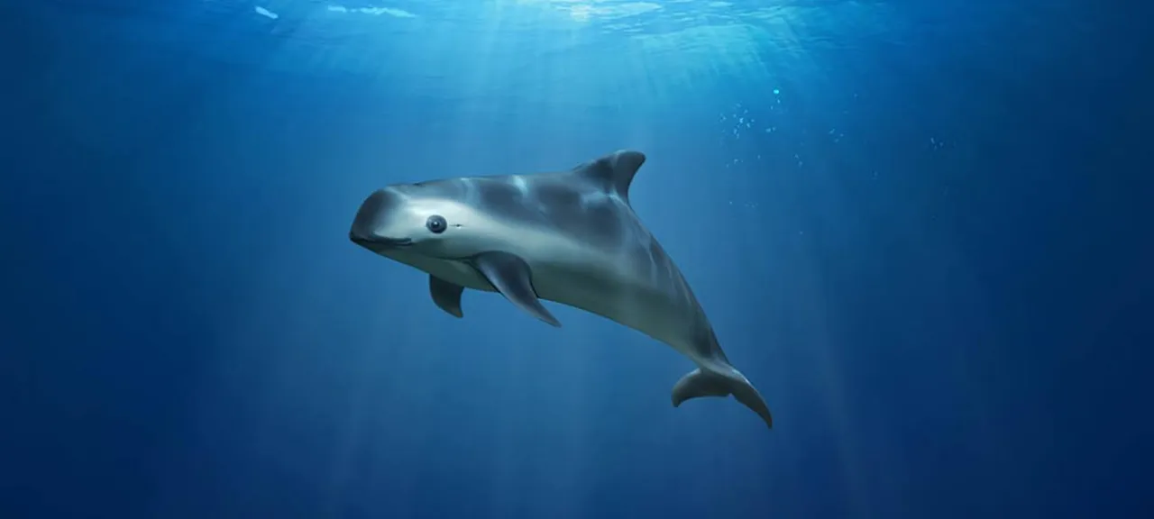 VAQUITA