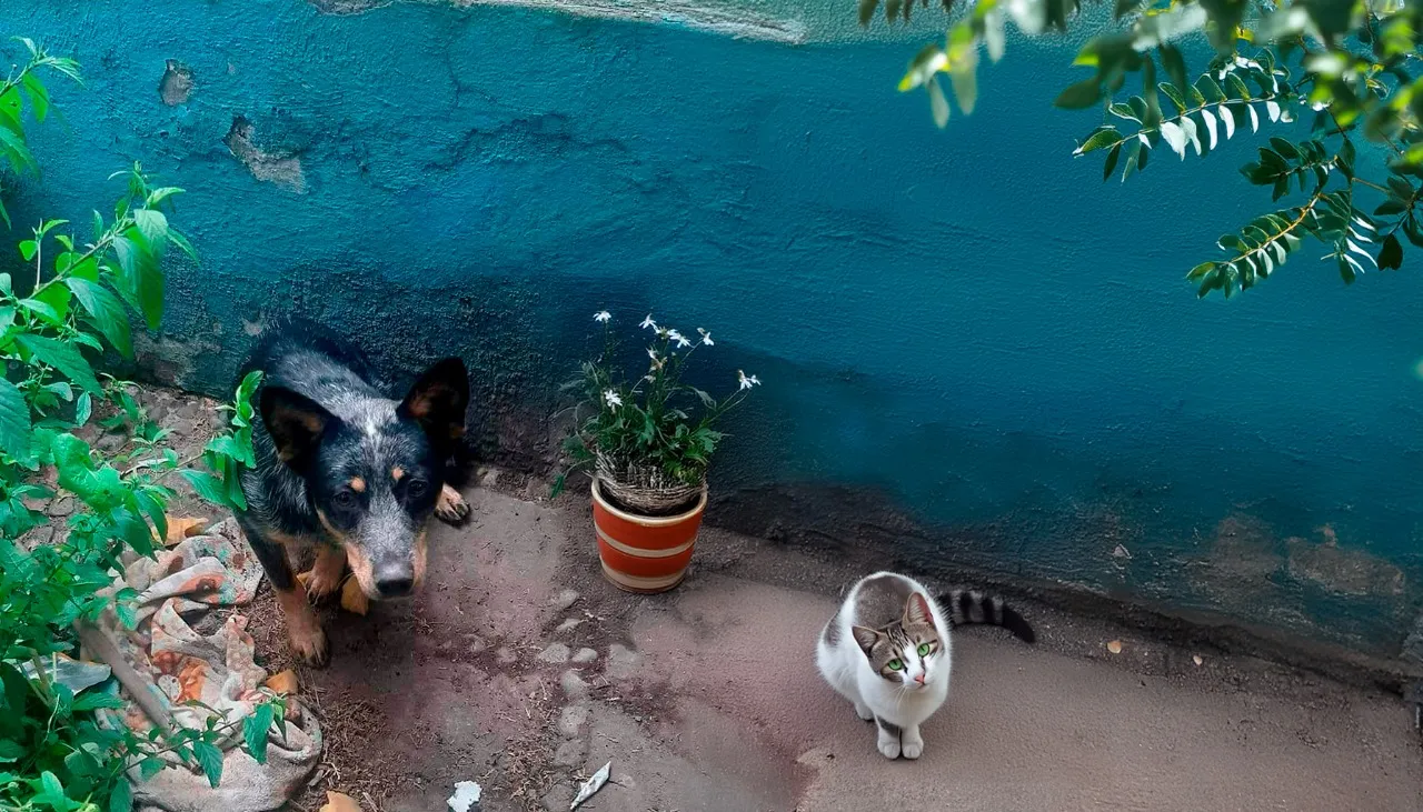 perros callejeros