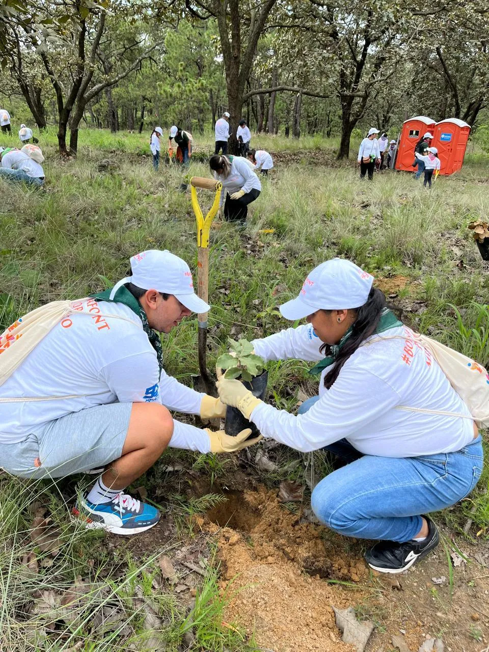 reforestan