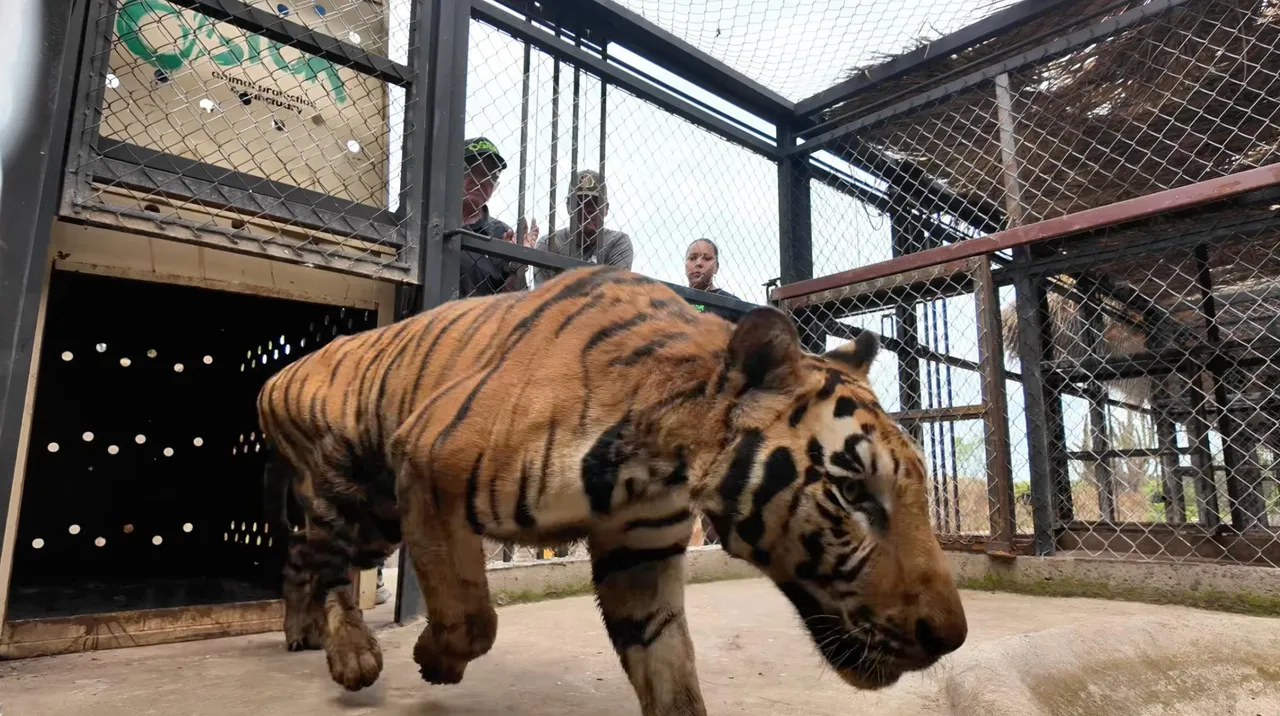 Tigres de bengala rescatados en operativo federal en Culiacán