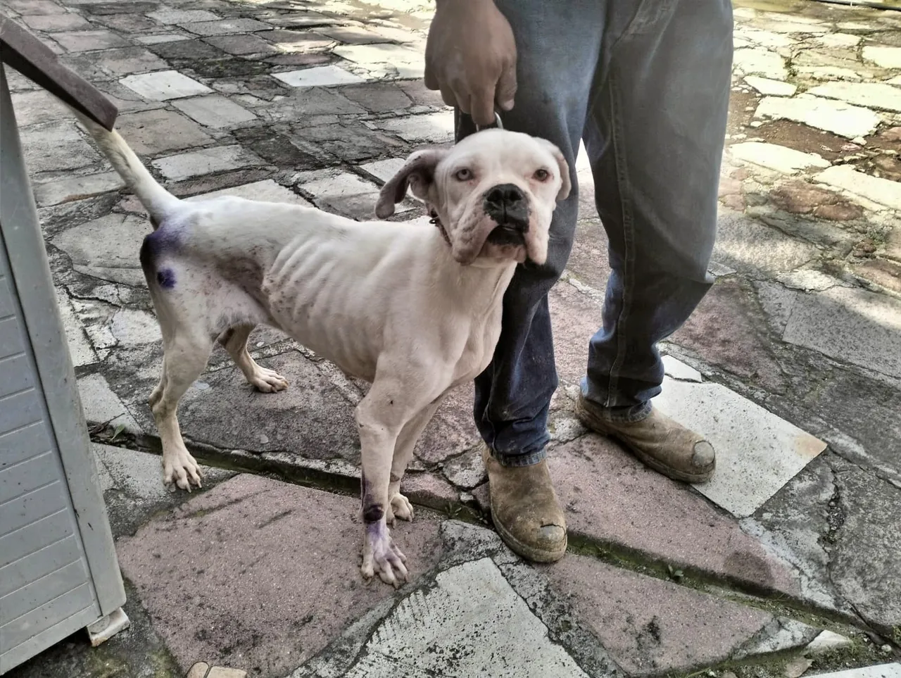 ¡Cuidado! En Edomex el maltrato animal ya se paga con multas de hasta 35 mil pesos y cárcel