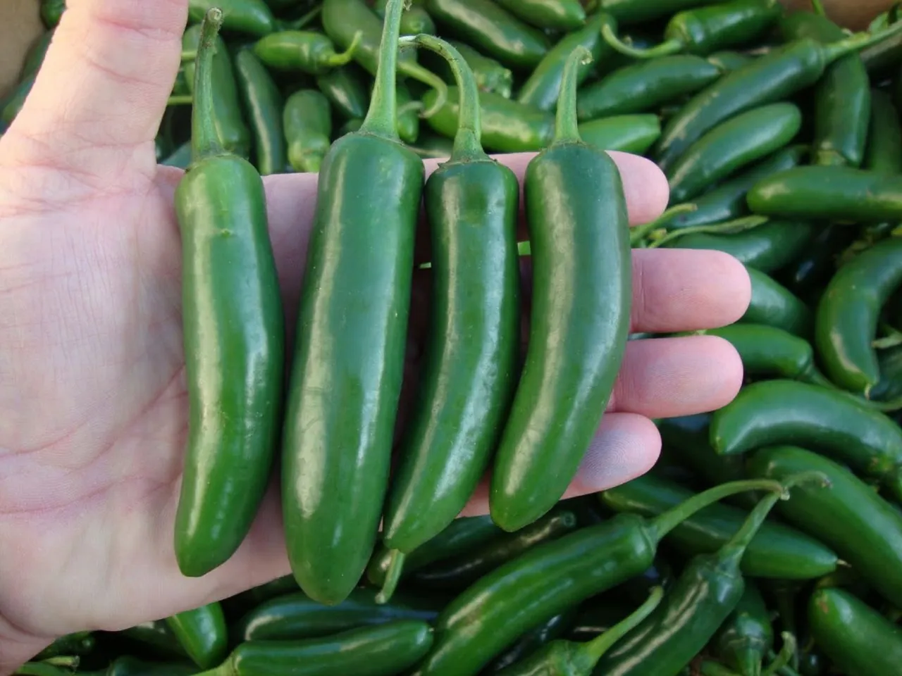 Brote de salmonela en EU es vinculado a jalapeños de Sinaloa; Gobierno inicia investigación
