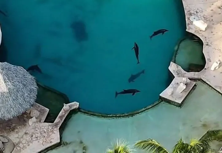 Caso delfines de Ventura Park: ¿Eutanasia o traslado?