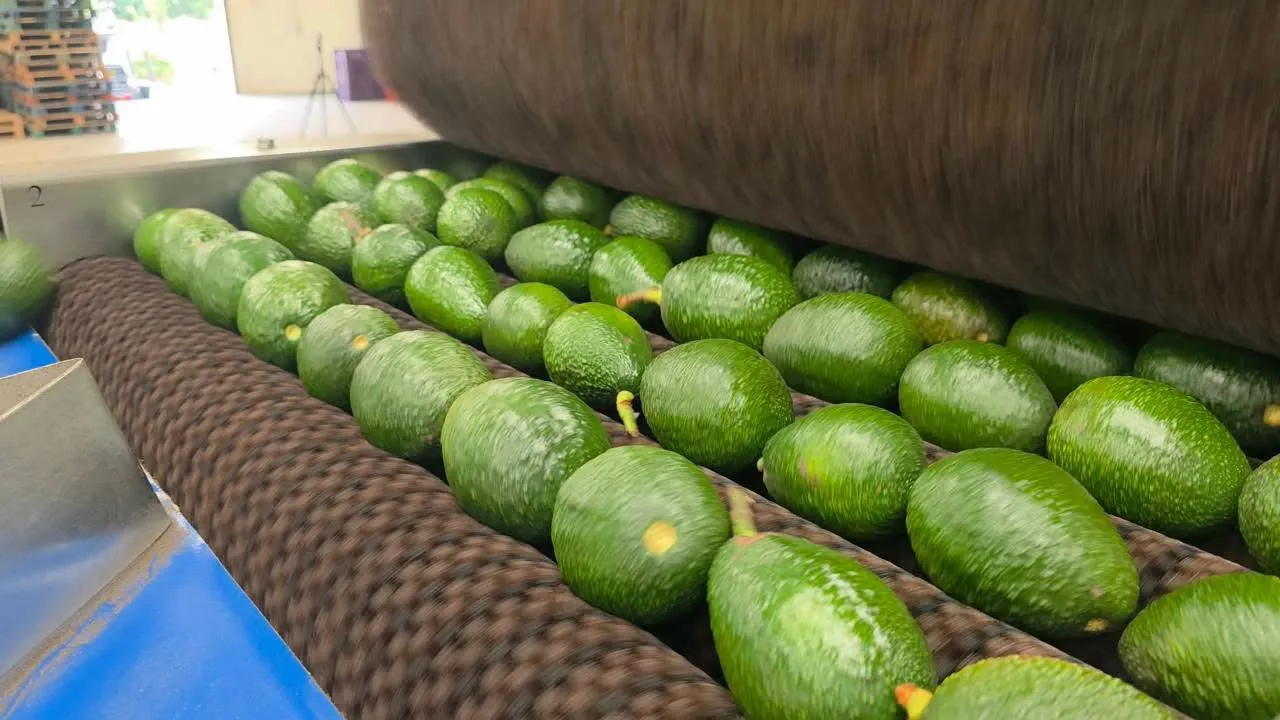 Tregua para el aguacate michoacano, autoriza EU liberación de más de mil toneladas de aguacate