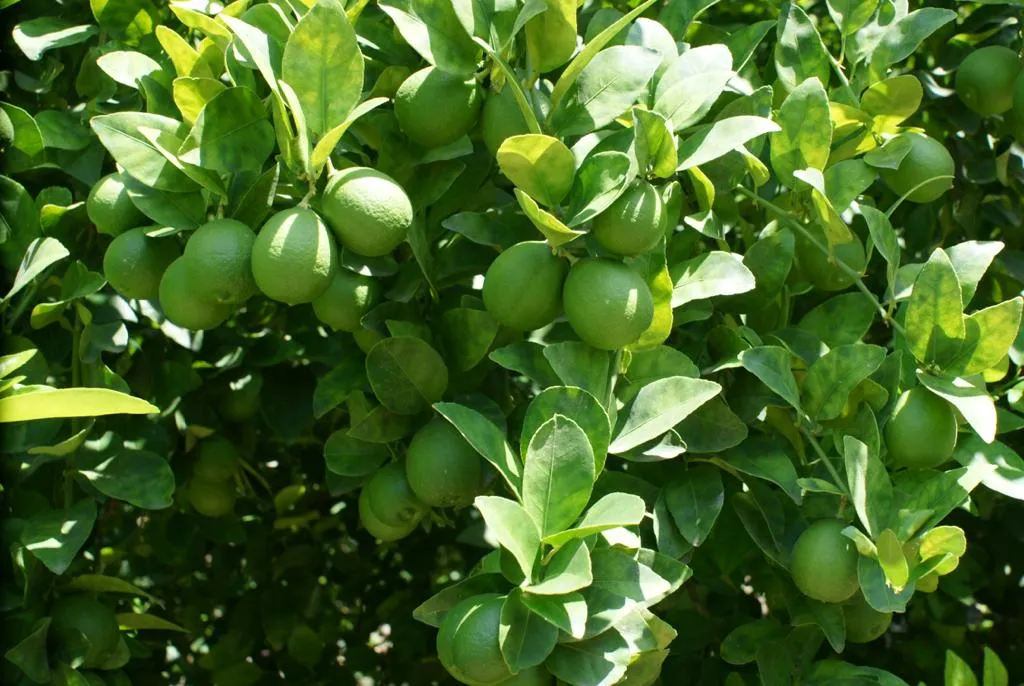 limon |