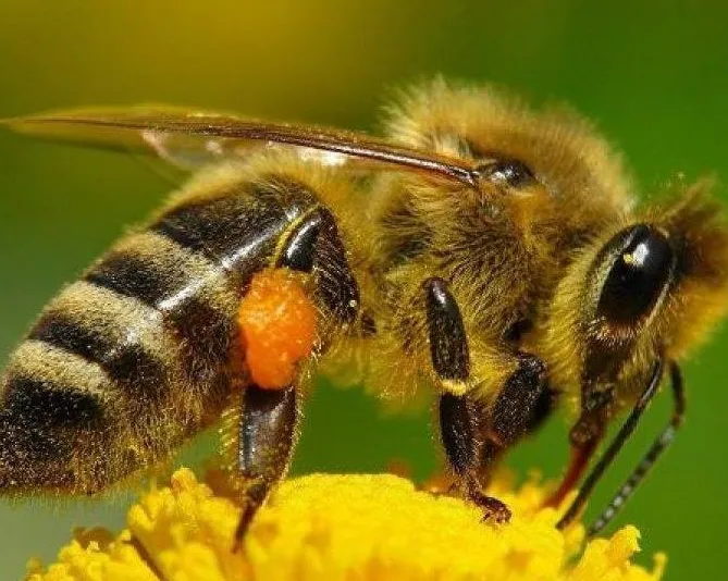 abeja