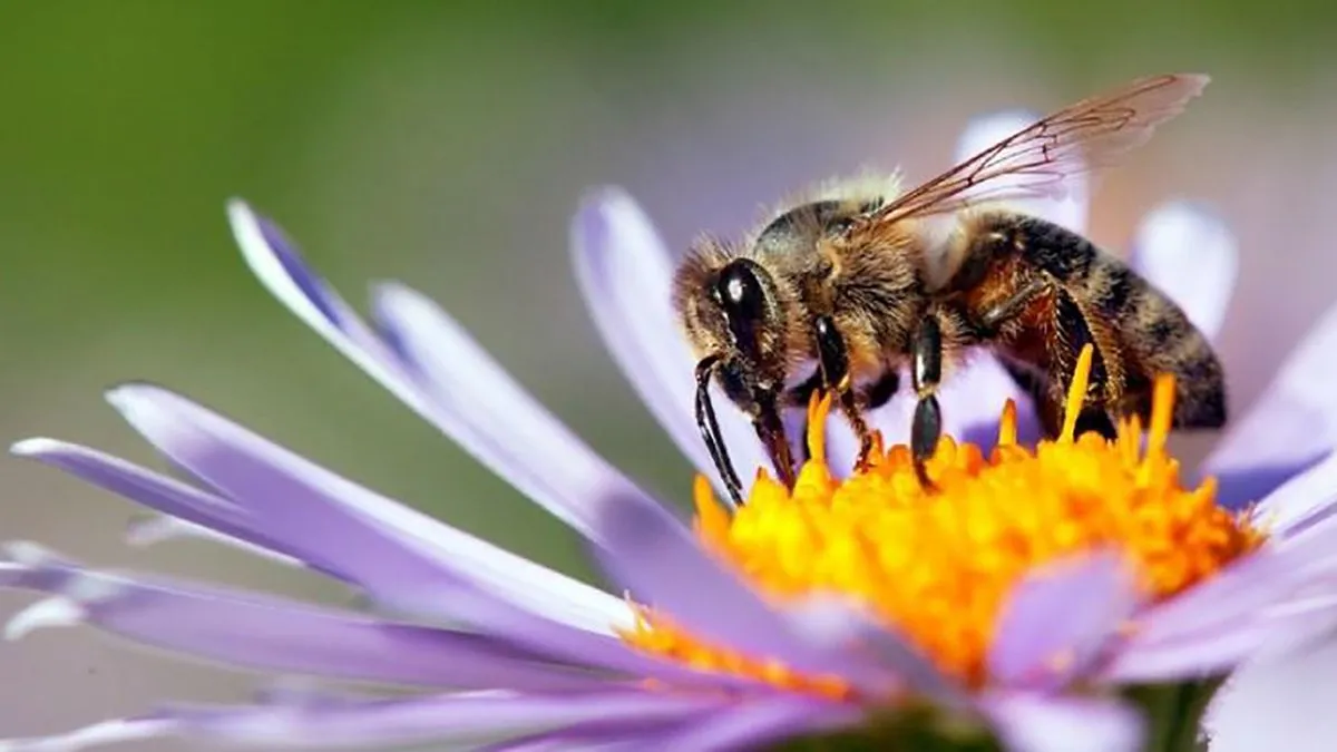 abeja