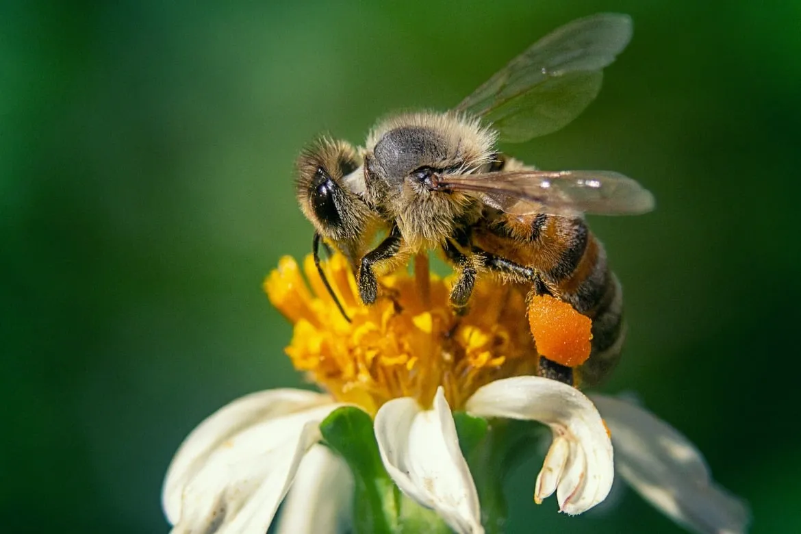 abejas