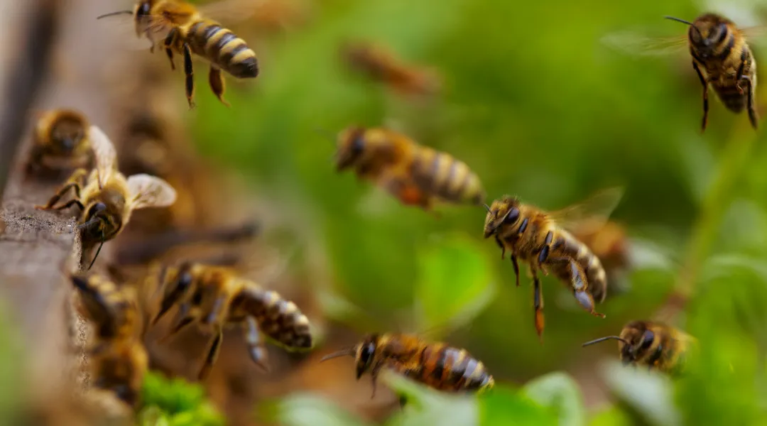 abejas