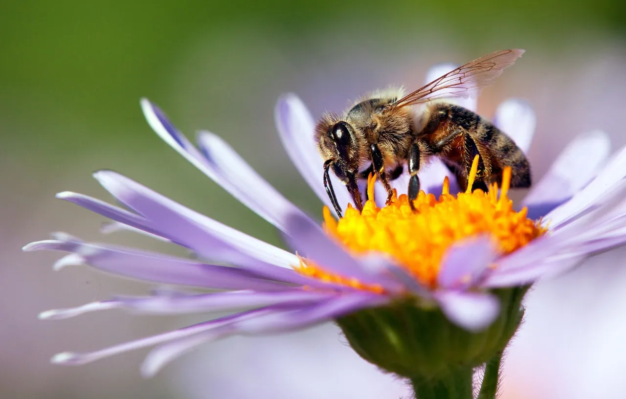 abejas