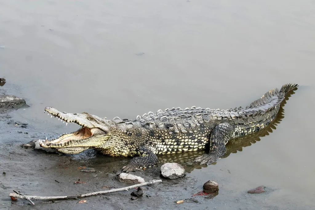 cocodrilo
