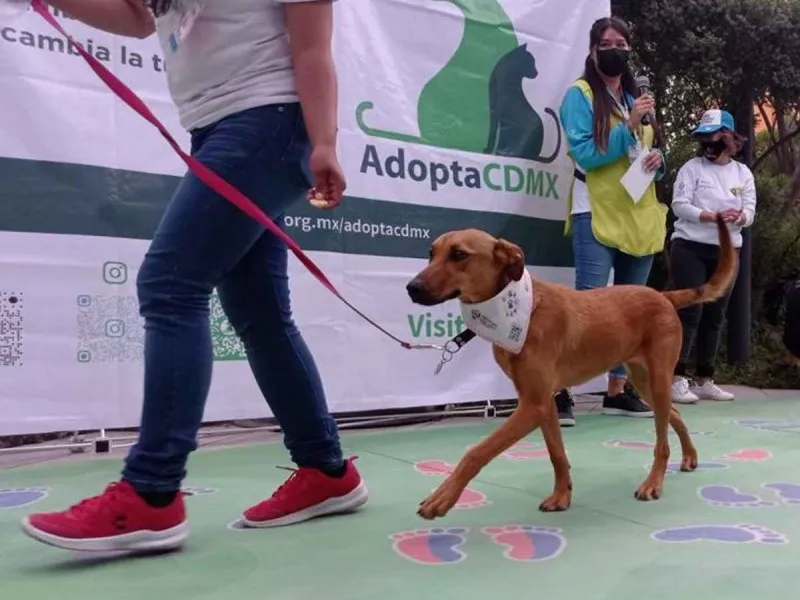 adopción