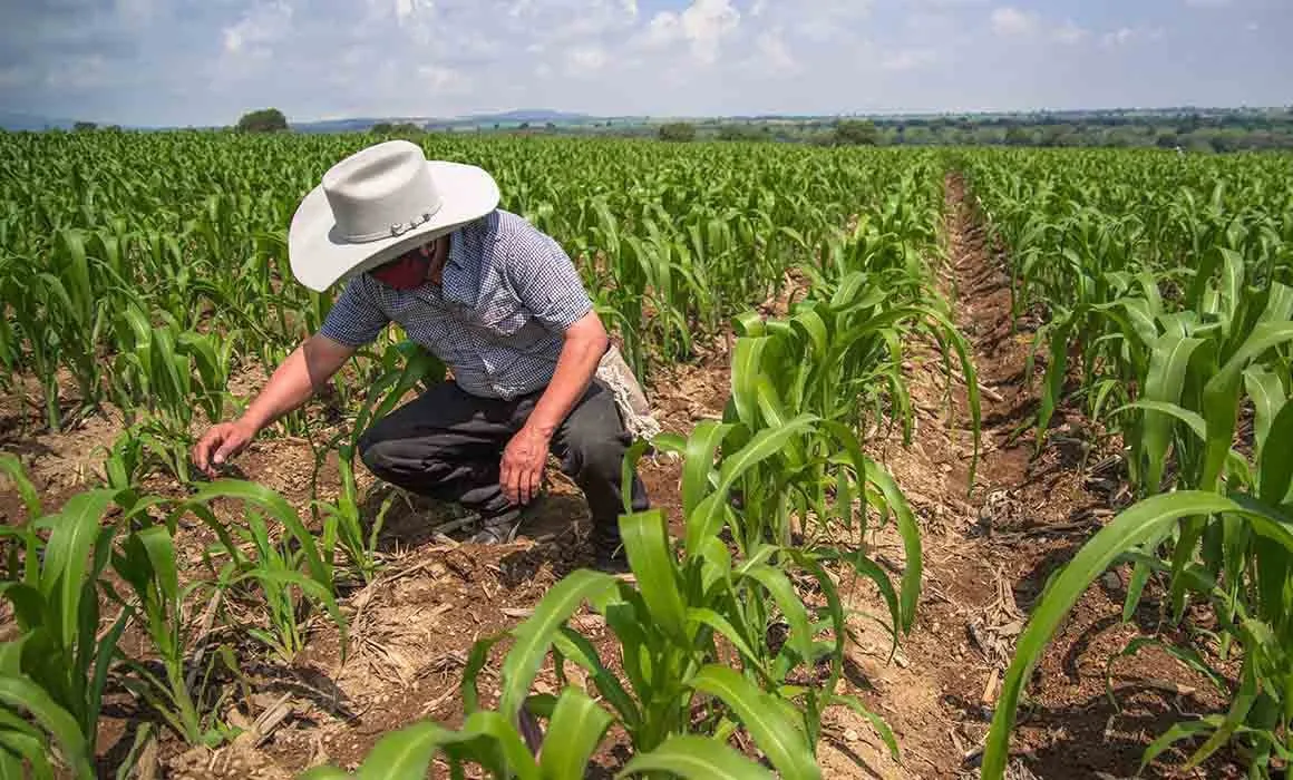 agricultores sinaloa