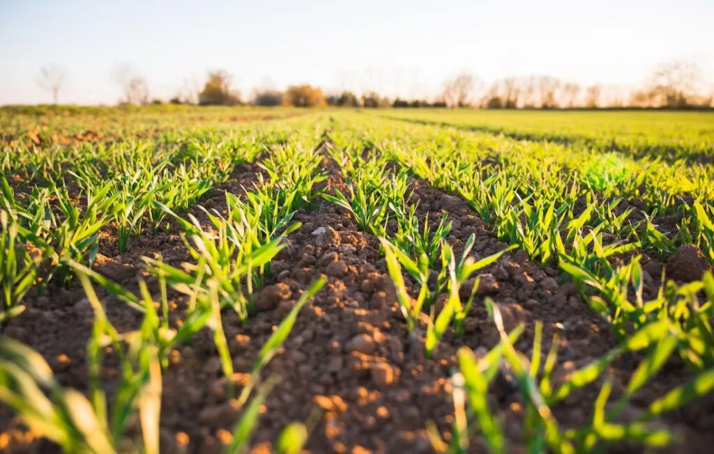agricultura