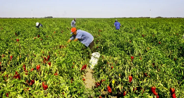 agroalimentario