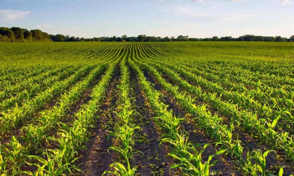 agropecuario