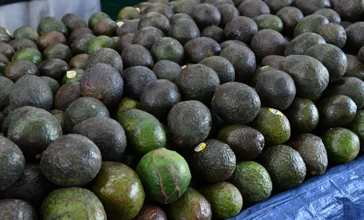 aguacate
