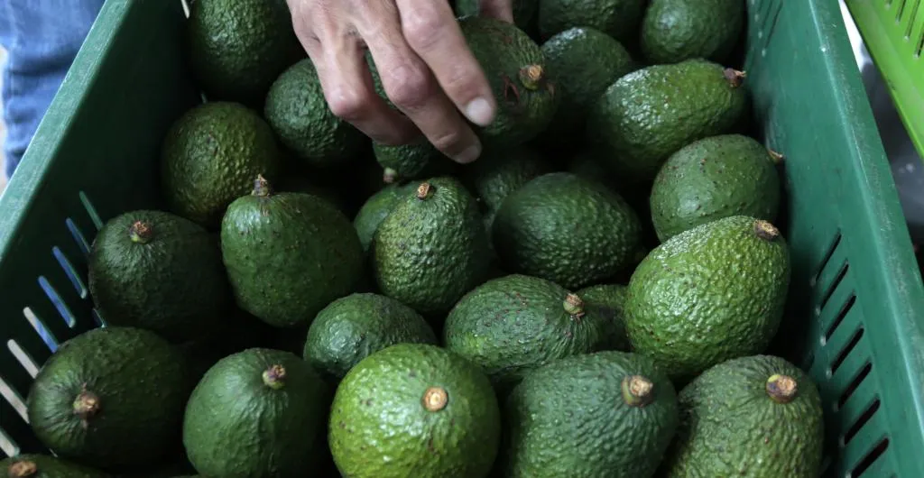 aguacate