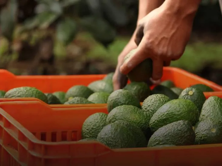 aguacate