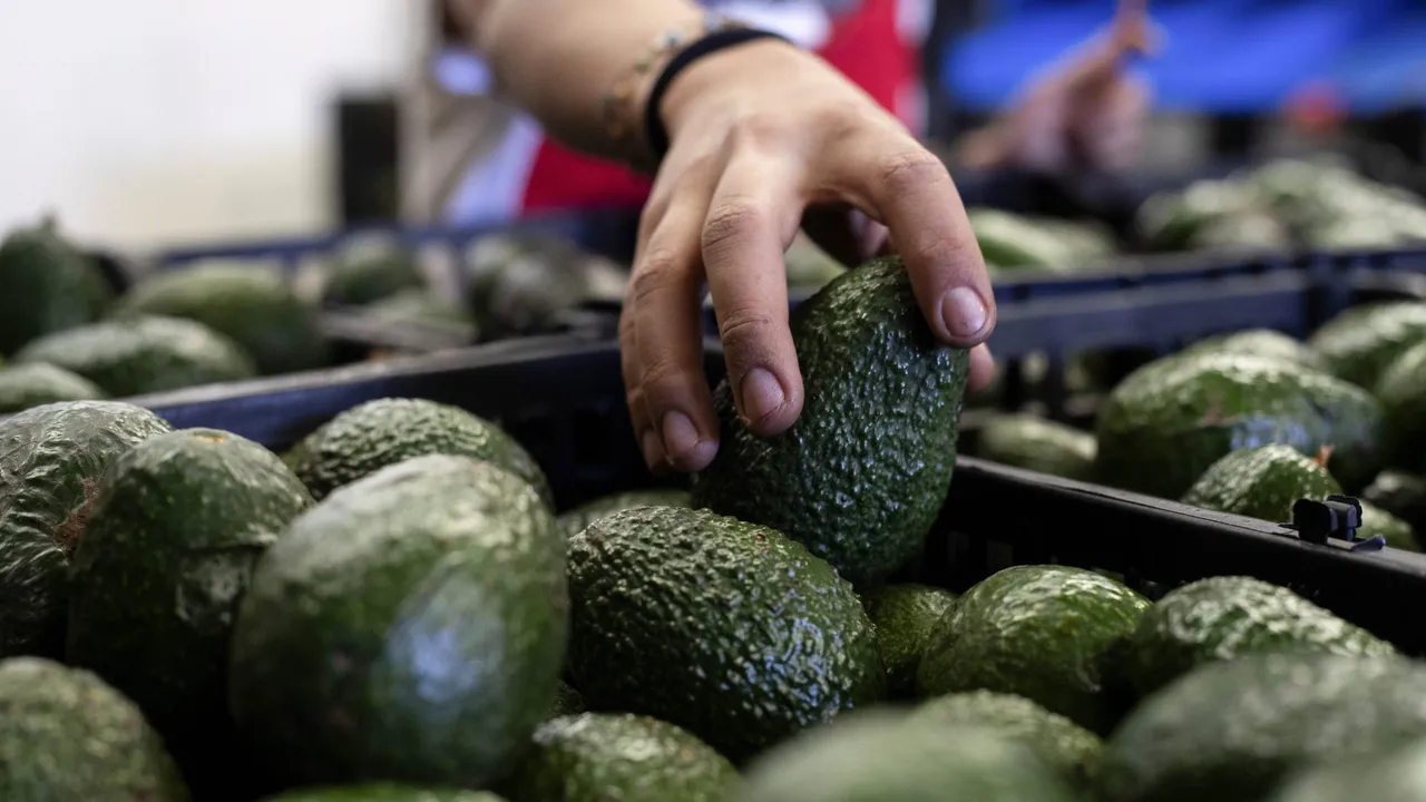 MÉXICO-PROBLEMAS CON AGUACATES
