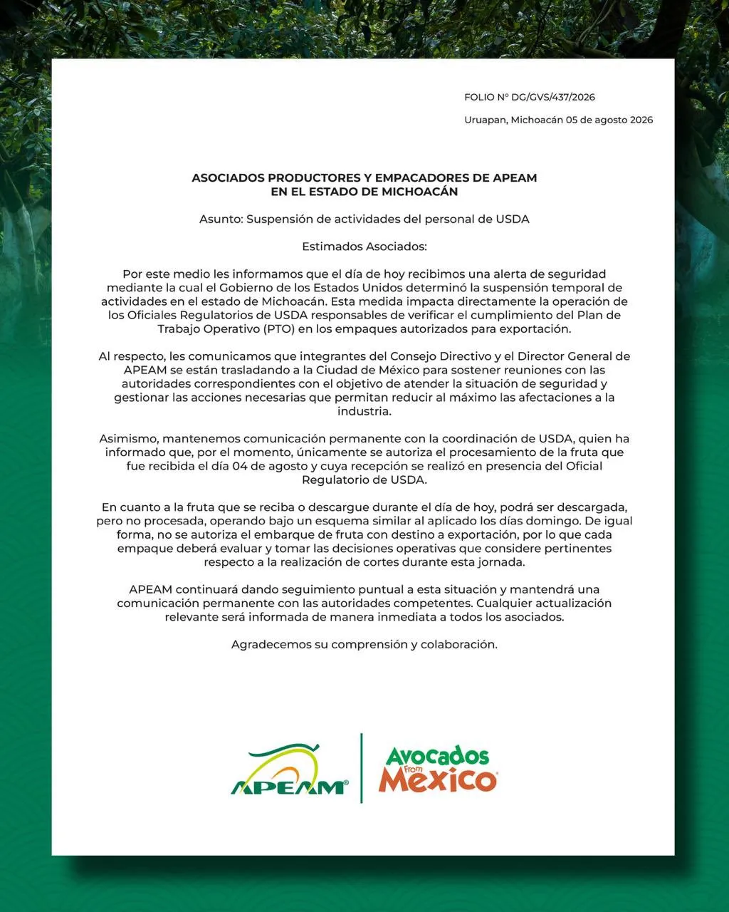 aguacate2.jpg