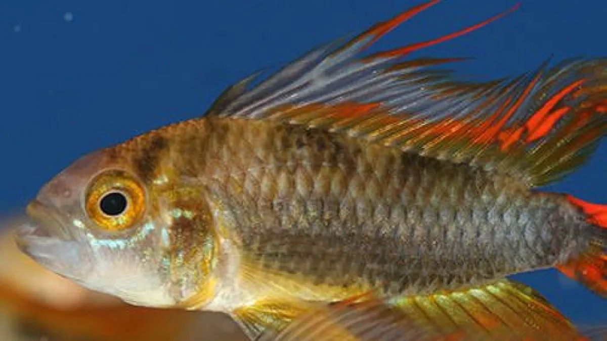 aletas