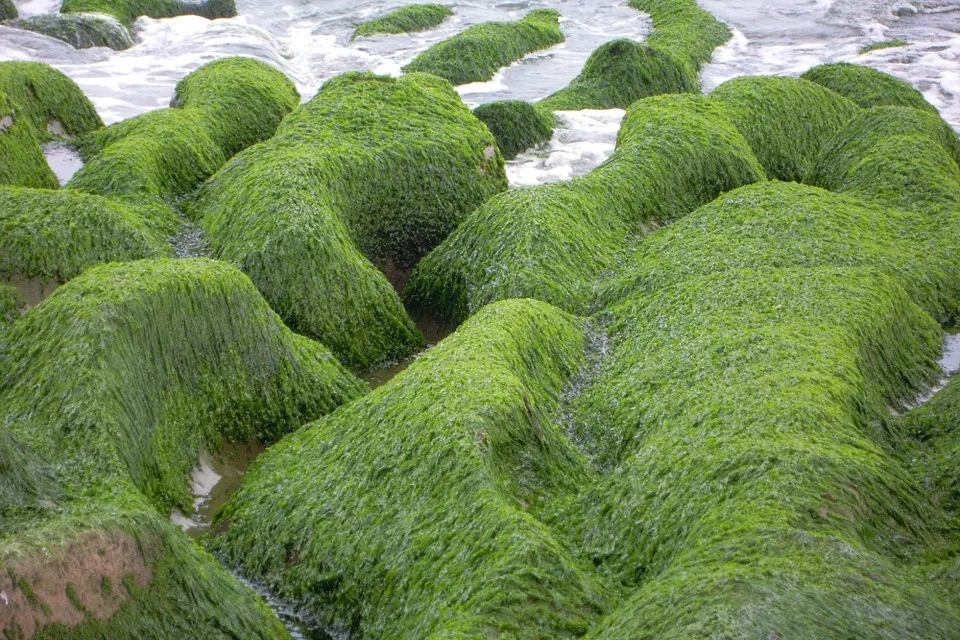 alga