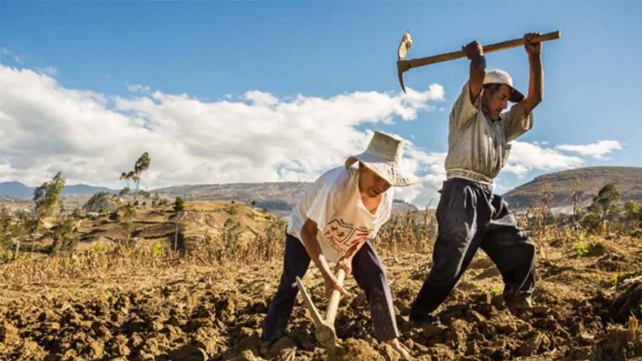 alimentos