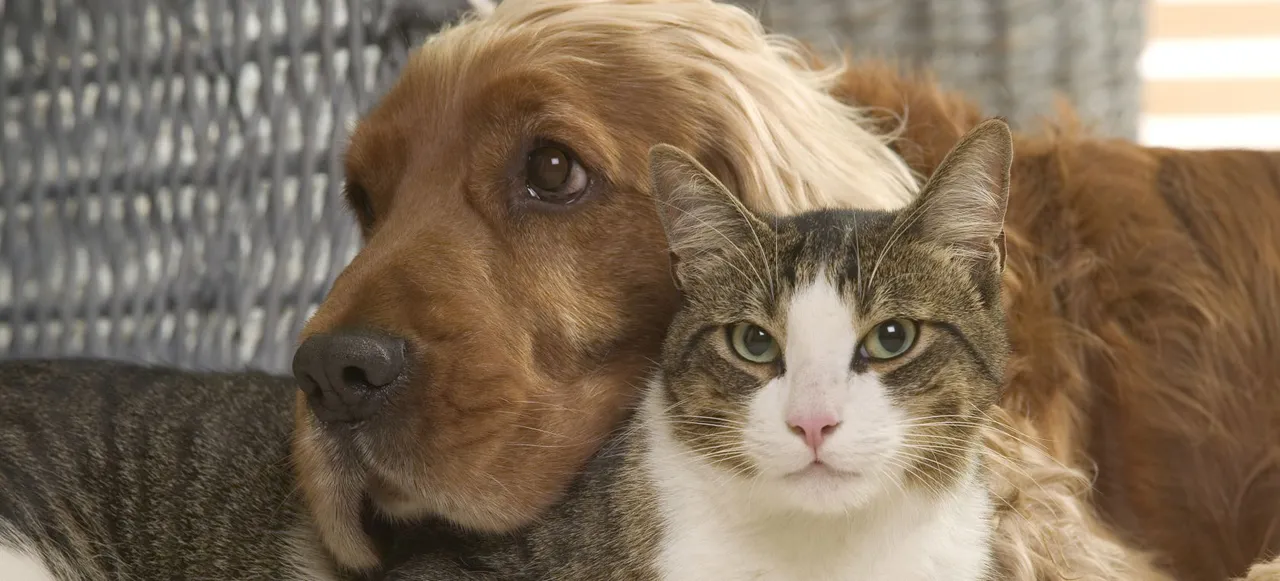animales