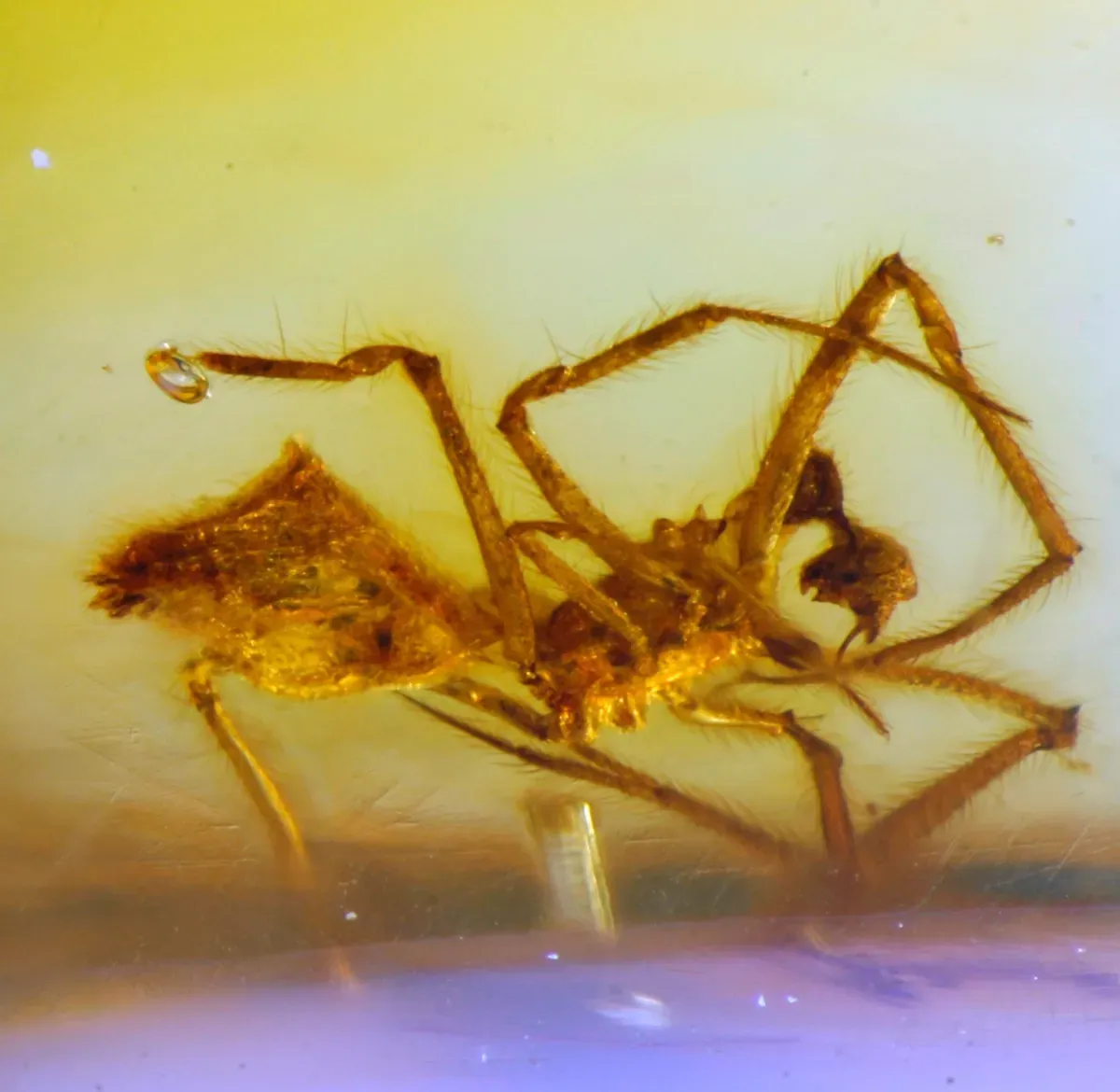 araña