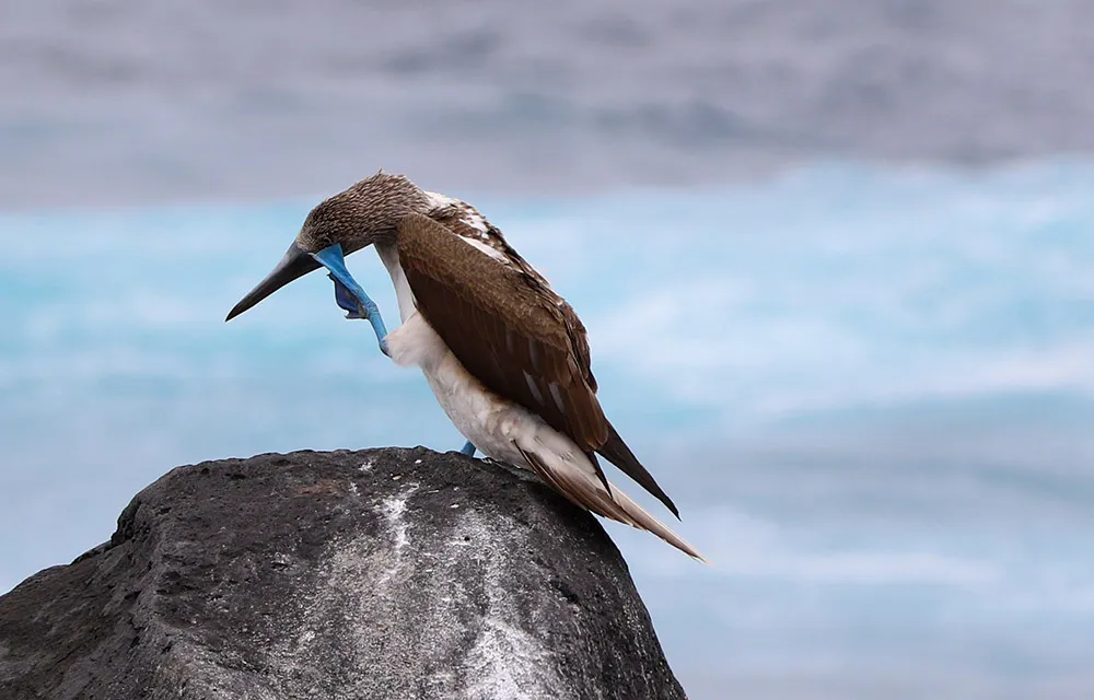 Una diminuta mosca amenaza a 21 especies de aves en Galápagos