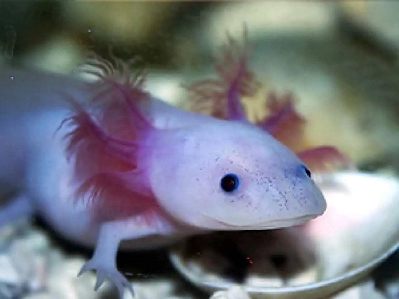 axolote