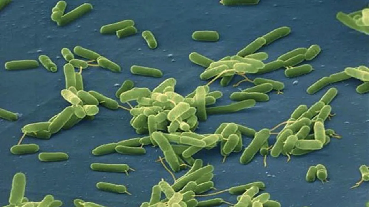 bacteria