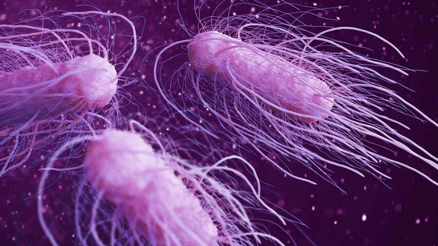 bacterias