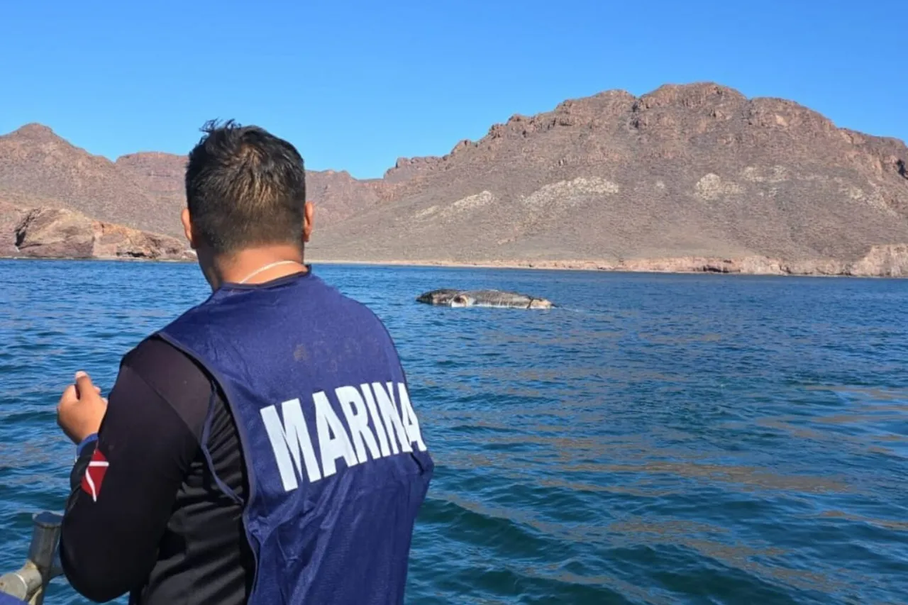 ballena