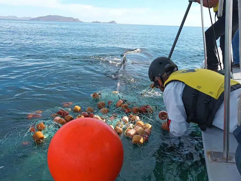 ballena