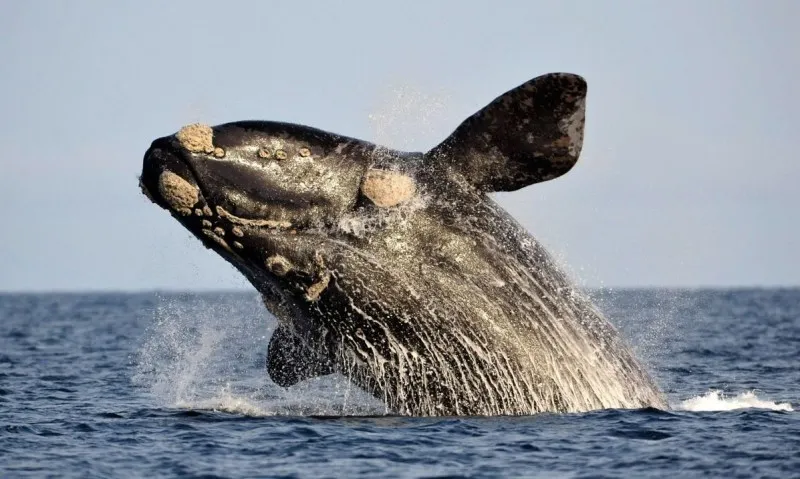 ballena-franca-1