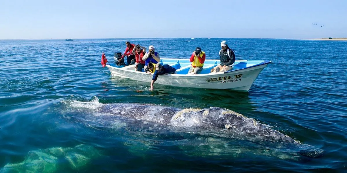 ballenas