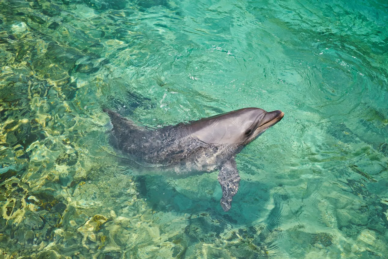 Beautiful dolphin smiling in blue swimming pool water on clear sunny day.