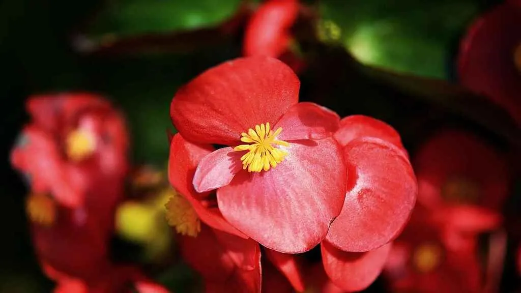 begoniaa