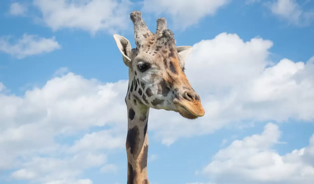benito