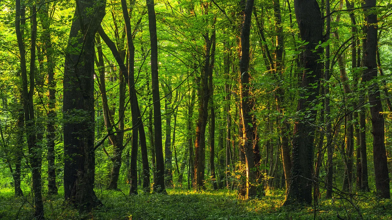 bosques